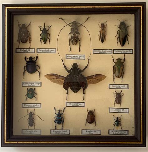 Finely framed and labeled Insect Display Case Dry-preserved - Catawiki