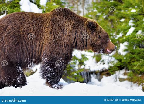 The Brown Bear Ursus Arctos in Its Natural Habitat Stock Photo - Image ...