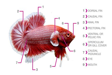 The Anatomy of Fish