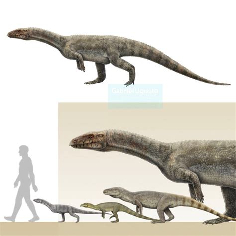 ‪Sillosuchus (from the Late Triassic Ischigualasto formation of Argentina) was NOT a dinosaur ...