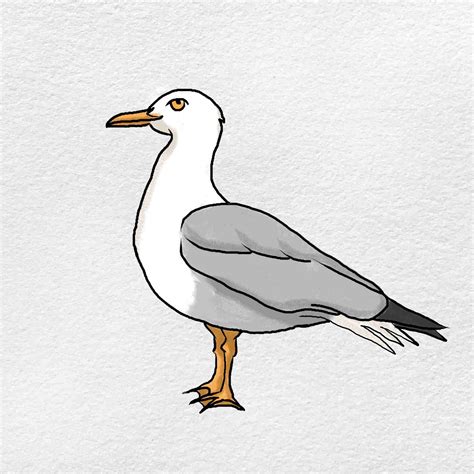 How to Draw a Seagull - HelloArtsy