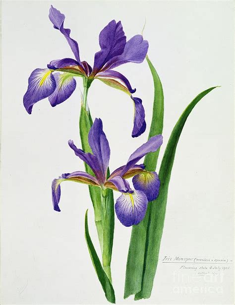 Iris monspur Painting by Anonymous