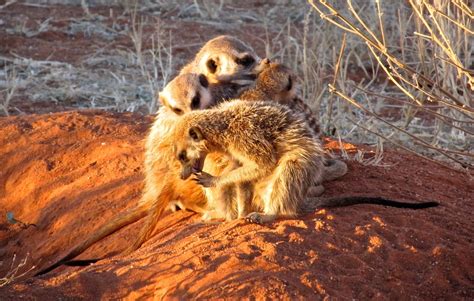 South Africa | Meerkats at Bedtime