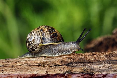 Garden snail Photograph by Science Photo Library - Fine Art America