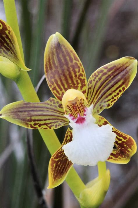 Orchid closeup, Venezuela stock image. Image of bloom - 22732897