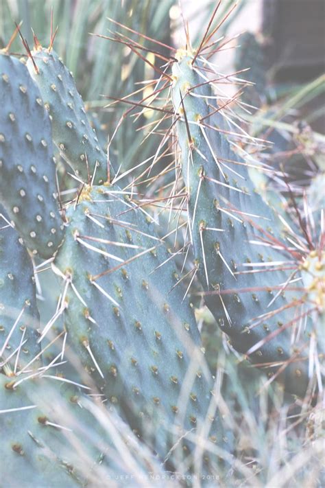 Cactus in Southern Utah | Plants, Cool plants, Nature photography