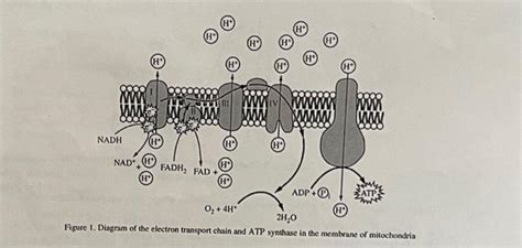 Solved On average, more ATP can be produced from an NADH | Chegg.com ...