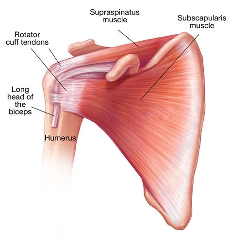 the-rotator-cuff-muscles-and-tendons - Shoulder & Elbow