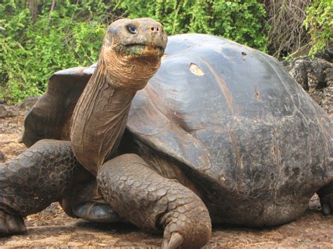 The Galapagos Tortoise Facts & Pictures | The Wildlife