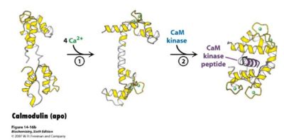 Calmodulin JMU - Proteopedia, life in 3D