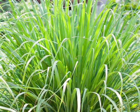 Lemongrass: How to Grow, Care and Use it