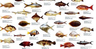 a poster with different types of fish on it