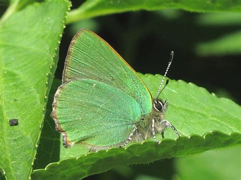 Green Hairstreak butterfly | Wildlife Insight