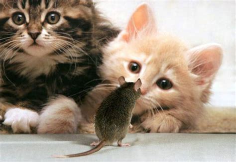 Funny Cat and Mouse Pictures | Funny Animals