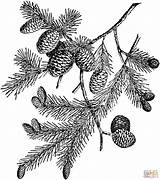 Spruce Tree Coloring Pages Page Colorin  Vrogueco sketch template