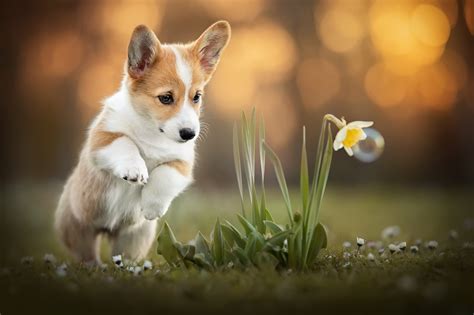 Download Puppy Baby Animal Dog Animal Corgi HD Wallpaper