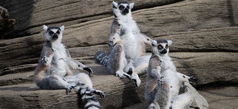 The Lovable Ghosts of Madagascar | Louisville Zoo