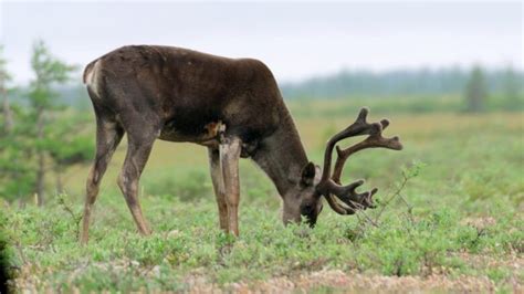 New documentary about Canada's boreal forest reveals how it's in ...