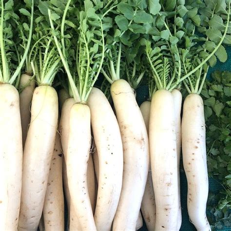 Produce Highlight: The Dish on Radishes - Chico Certified Farmers Market