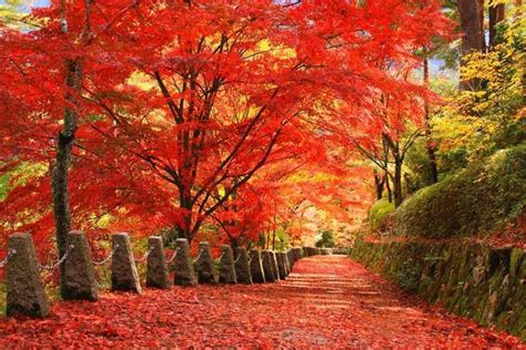 Mt. Yoshino in Yoshino, Nara prefecture, is popular for its cherry blossoms, but it's just as ...