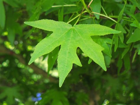 Tree Identification: Liquidambar orientalis - Oriental Sweet Gum