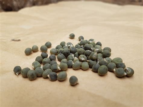 How Deep to Plant Okra Seeds? » Top Tips