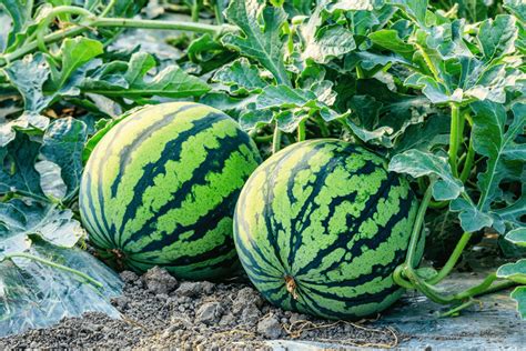 Watermelon Growing Stages: A Comprehensive Guide