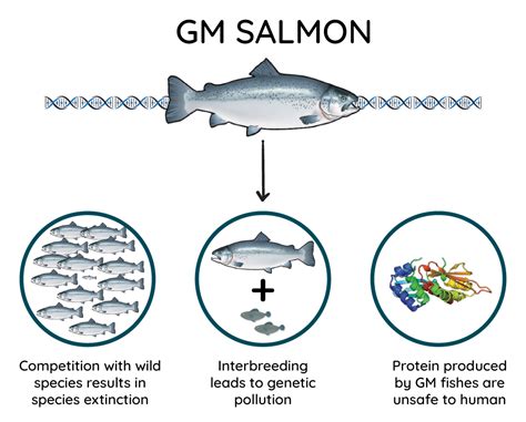 Threats to the ecosystem by introduction of GMOs into nature – Budmore