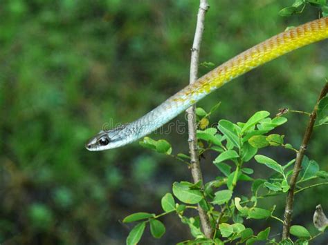 Golden tree snake stock image. Image of wildlife, snake - 43764581