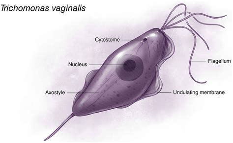 Trichomonas vaginalis infection transmission, symptoms, diagnosis & treatment