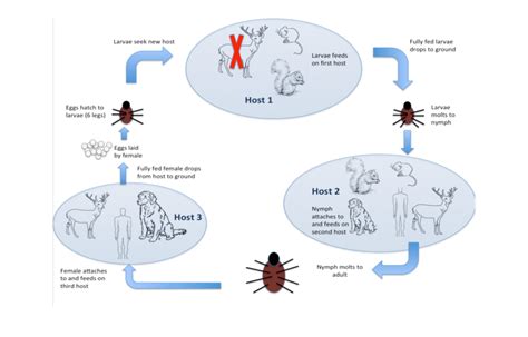 Lyme Disease Transmission Cycle. Eggs laid by an adult female deer tick... | Download Scientific ...