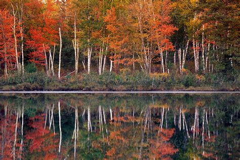 "Paper Canoe White Birch Trees In Autumn Foliage Reflected Across Lake ...