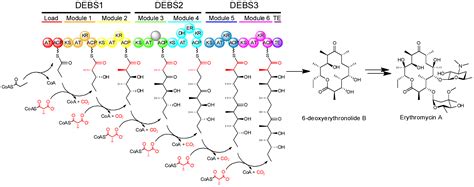 Molecules | Free Full-Text | The Stereochemistry of Complex Polyketide Biosynthesis by Modular ...