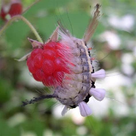 White-Marked Tussock Moth Caterpillar | The Backyard Arthropod Project