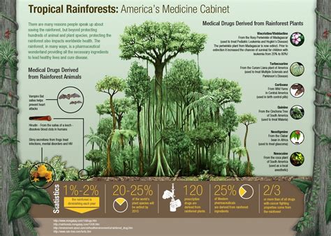 Types Of Trees Grow In The Tropical Rainforest at Blanca Cangelosi blog