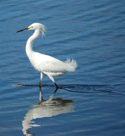 Birds! - CactiGuide.com