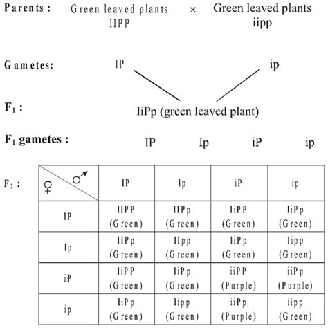 Class 12 Botany | Lethal genes