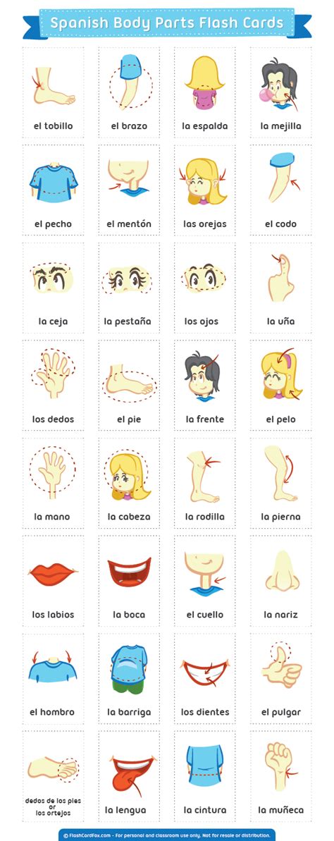 Spanish Body Parts Worksheet – Imsyaf.com