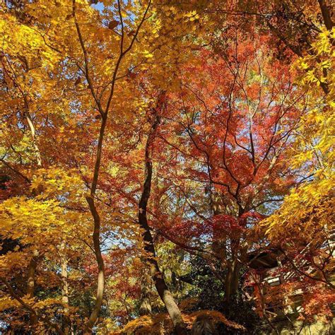 13 Japanese Autumn Leaves Viewing Spots That Are Beyond Beautiful