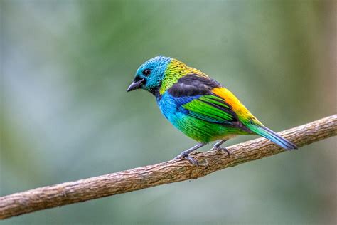 Wildlife of Iguazu Falls, Brazil and Argentina