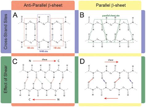 Beta Sheet Antiparallel Vs Parallel