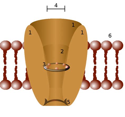 Membrane Ion Channel Selectivity