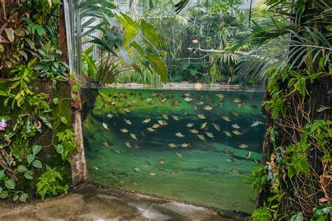 Zoo’s hottest new habitat will transport you to the tropics! | Auckland Zoo