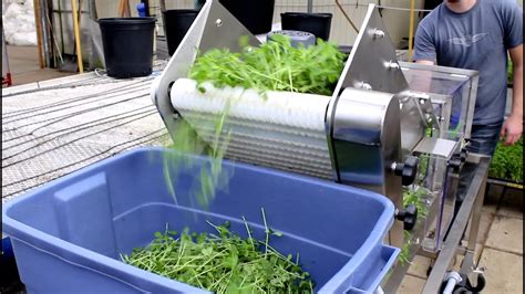 Harvesting Microgreens fast and efficiently - YouTube