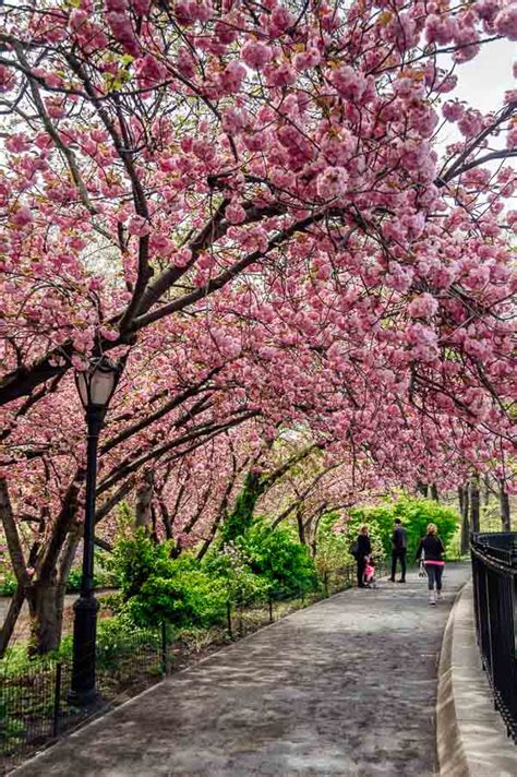 Peak Bloom Cherry Blossoms in Central Park • NYC • The Wanderbug