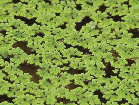 Mosquito Fern | Azolla spp. | Mississippi State University Extension ...