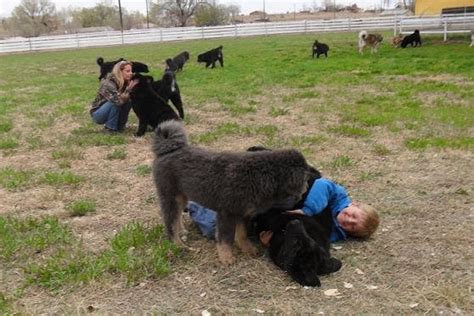 Drakyi Tibetan Mastiff