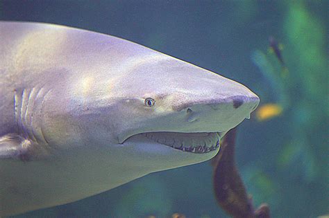 Bull Shark Head Photograph by Paul Svensen