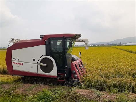 First Rice Harvesting of the Year in Busan Begins