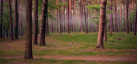 Pine Forest Vagamon, Idukki - Experience Kerala